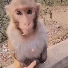 crazy monkey gif|a crazy monkey Memes & GIFs .